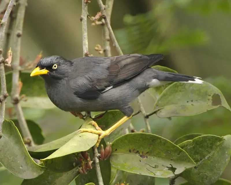 File:Javan Myna (Acridotheres javanicus).jpg