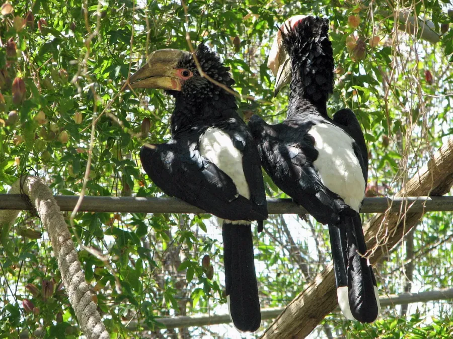 File:Bycanistes brevis (pair) Lagos Zoo -Portugal-8.jpg