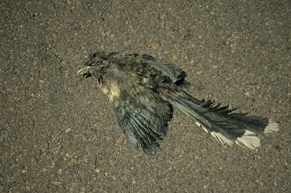File:Blue-faced malkoha (Phaenicophaeus viridirostris) roadkill in anaimalai hills closeup JEG6803.jpg