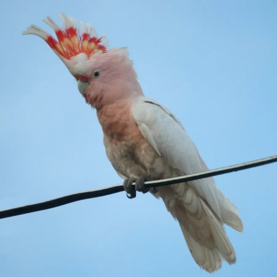 File:Cacatua leadbeateri -SW Queensland-8.jpg