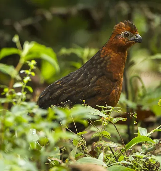 File:Chestnut wood quail (Odontophorus hyperythrus) (cropped).jpg