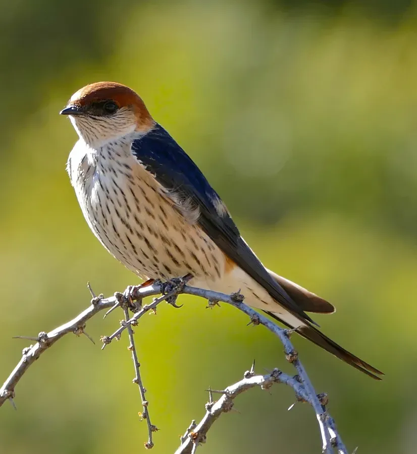 File:Greater Striped Swallow (Cecropis cucullata) (31008773580).jpg