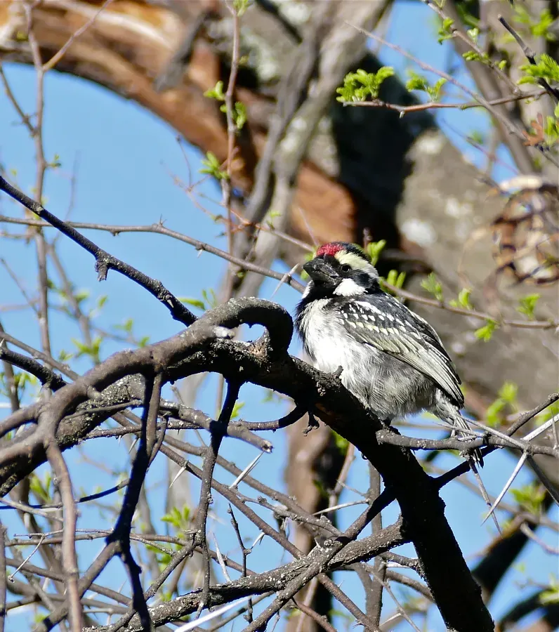 File:Acacia Pied Barbet (Tricholaema leucomelas) (32643001815).jpg