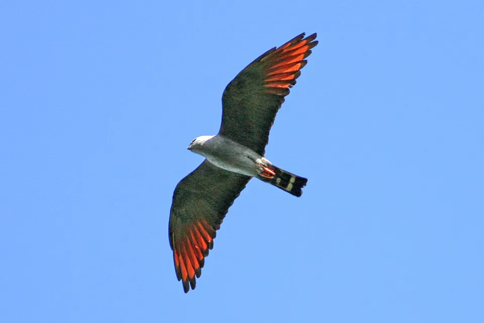 File:Plumbeous Kite (Ictinia plumbea).jpg