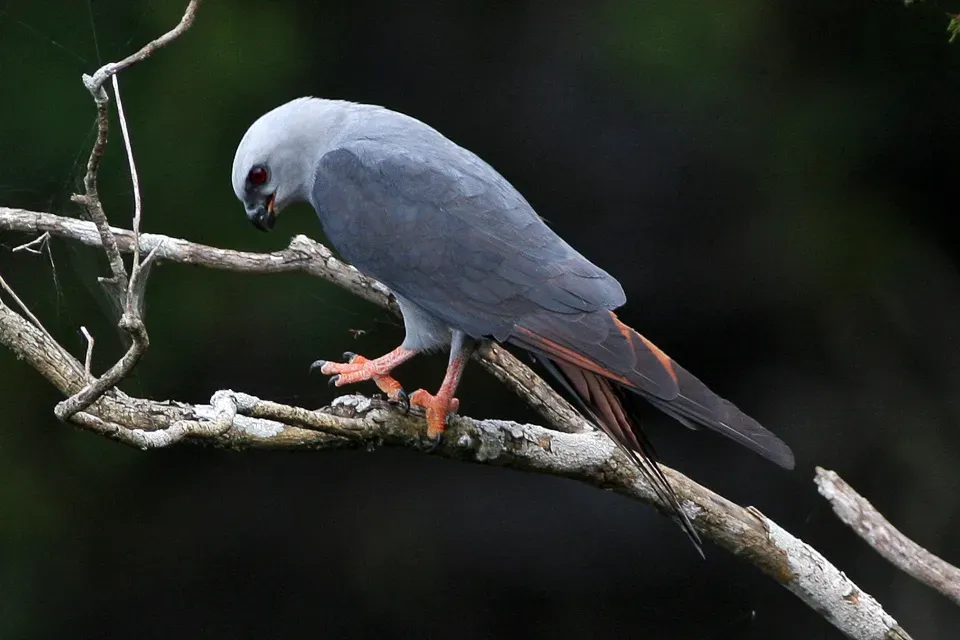 File:Plumbeous Kite (Ictinia plumbea) 2.jpg