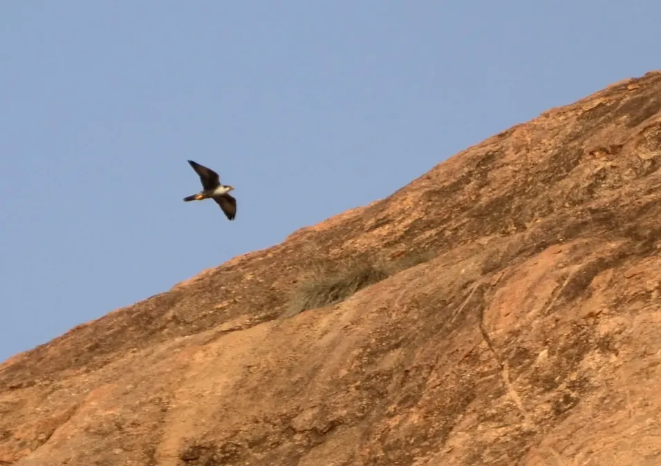 File:Laggar falcon (Falco jugger) from Arittapatti Madurai Tamil nadu 2 closeup JEG5741 a.jpg