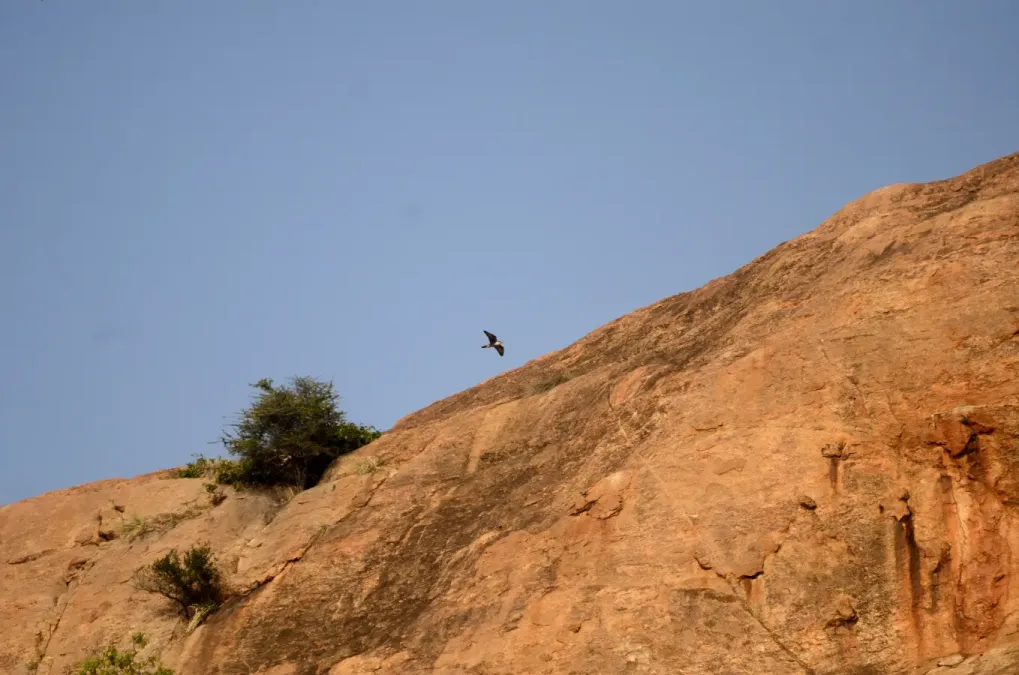 File:Laggar falcon (Falco jugger) from Arittapatti Madurai Tamil nadu 1 JEG5741.jpg
