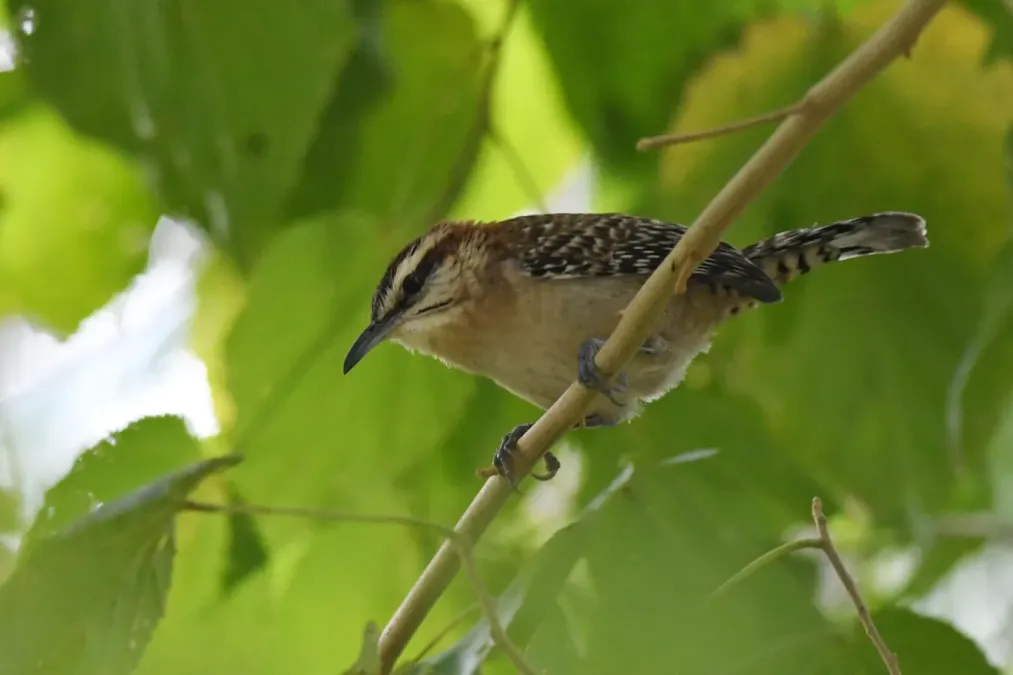 File:Sclater's Wren Campylorhynchus humilis, Huatulco, Oaxaca.jpg