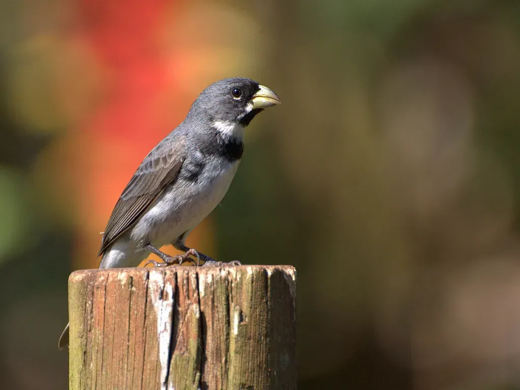 File:Sporophila caerulescens.jpg