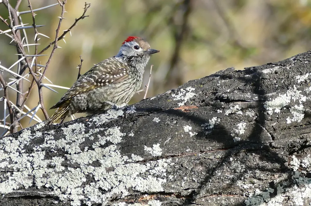 File:Cardinal Woodpecker (Dendropicos fuscescens) male (31263431351).jpg