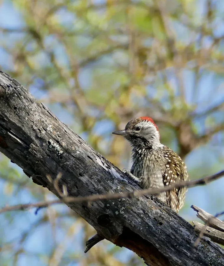 File:Cardinal Woodpecker (Dendropicos fuscescens) male (32595952482).jpg