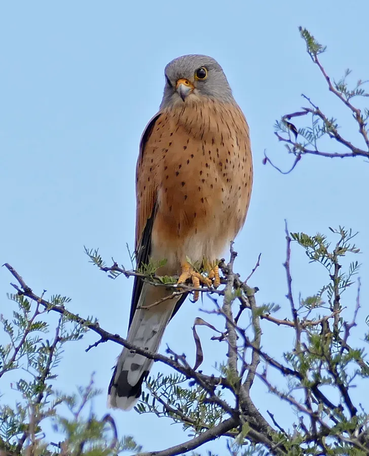 File:Rock Kestrel (Falco rupicolus), Mountain Zebra NP, South Africa.jpg