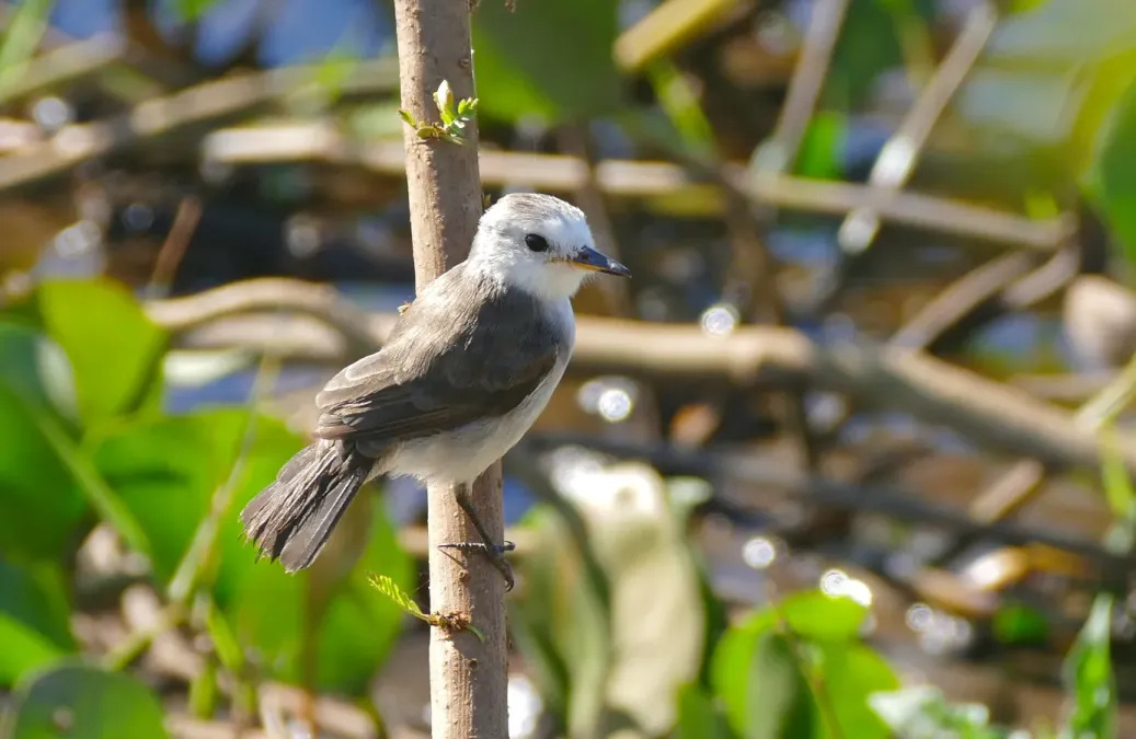 File:White-headed Marsh Tyrant (Arundinicola leucocephala) female (31368716451).jpg