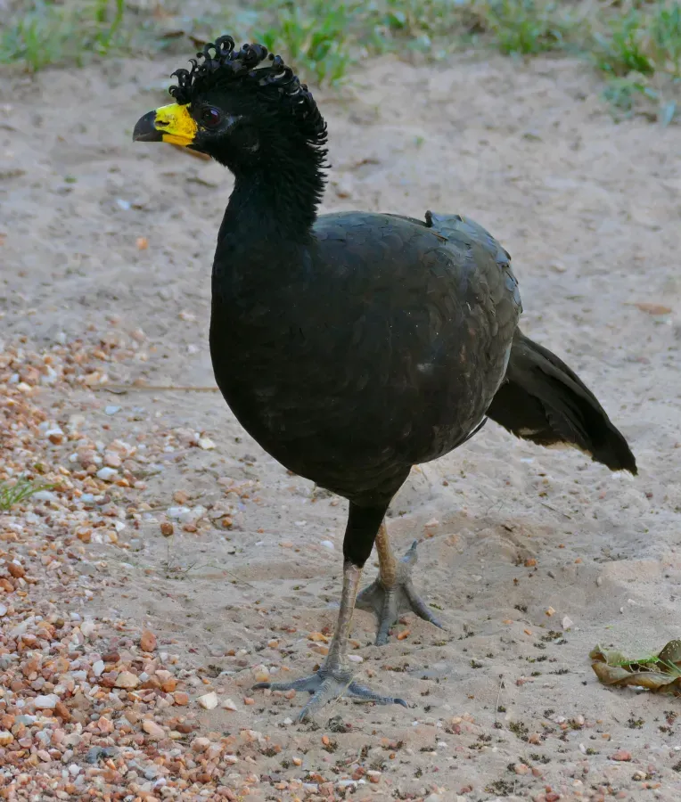 File:Bare-faced Curassow (Crax fasciolata) male (31447852562).jpg
