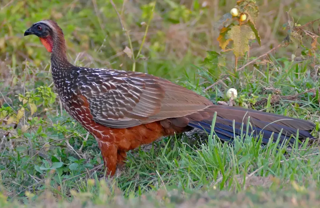 File:Chestnut-bellied Guan (Penelope ochrogaster) (30850197103).jpg
