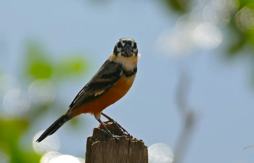 File:Rusty-collared Seedeater (Sporophila collaris) (31583389361).jpg