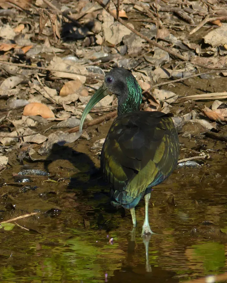 File:Green Ibis (Mesembrinibis cayennensis) (31706928996).jpg