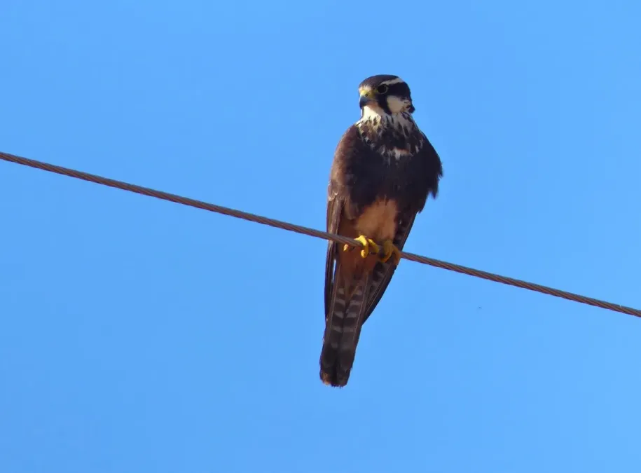 File:Aplomado Falcon (Falco femoralis) (31631199902).jpg