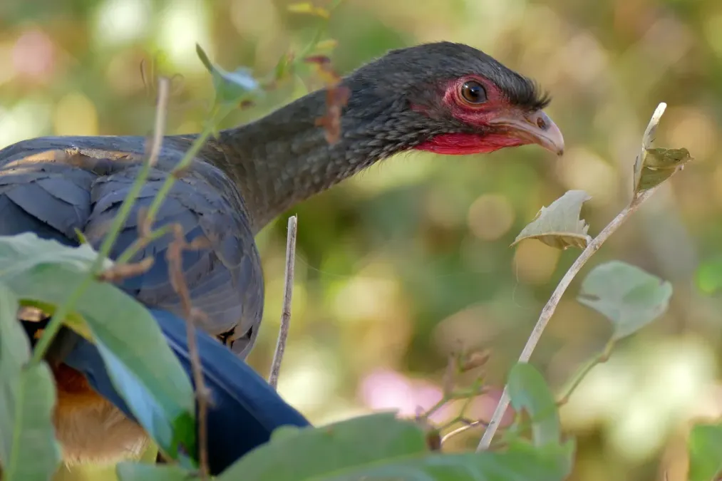 File:Chaco Chachalaca (Ortalis canicollis) (28716227582).jpg