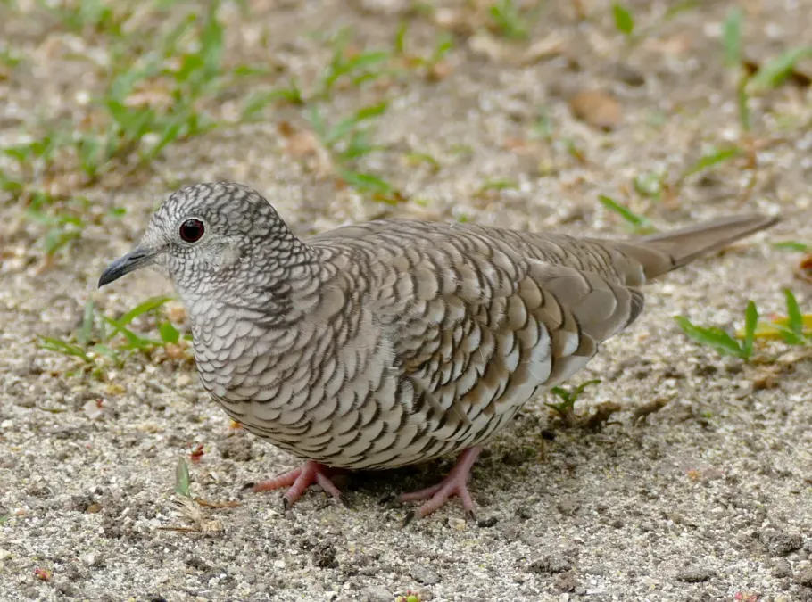 File:Scaled Dove (Columbina squammata) (31568901572).jpg