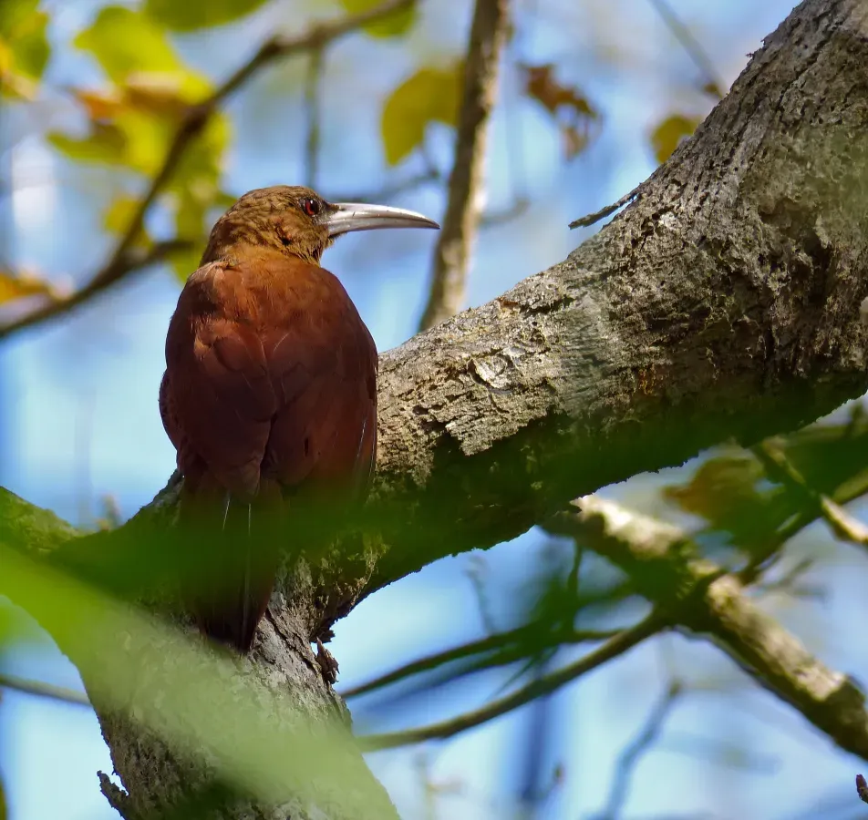 File:Great Rufous Woodcreeper (Xiphocolaptes major) (30926679514).jpg