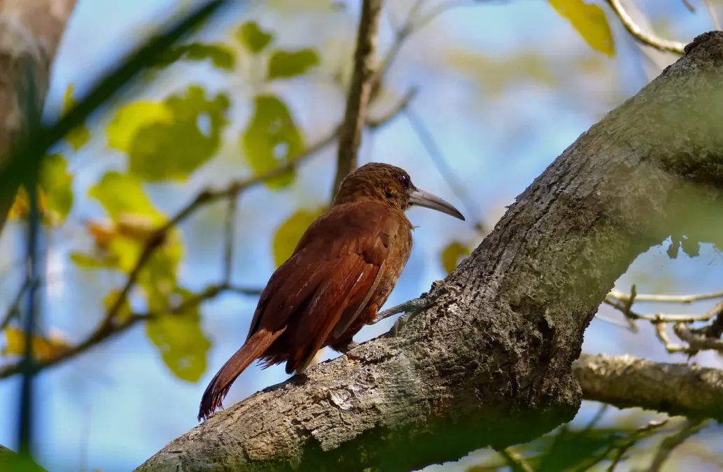 File:Great Rufous Woodcreeper (Xiphocolaptes major) (30926748654).jpg