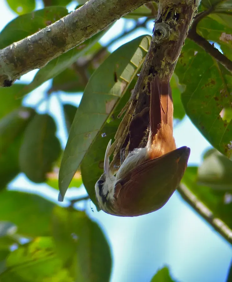 File:Narrow-billed Woodcreeper (Lepidocolaptes angustirostris) (30958788443).jpg