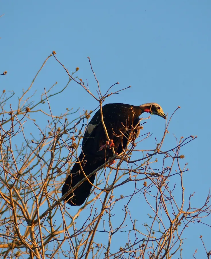 File:Blue-throated Piping Guan (Pipile cumanensis) (30967830863).jpg