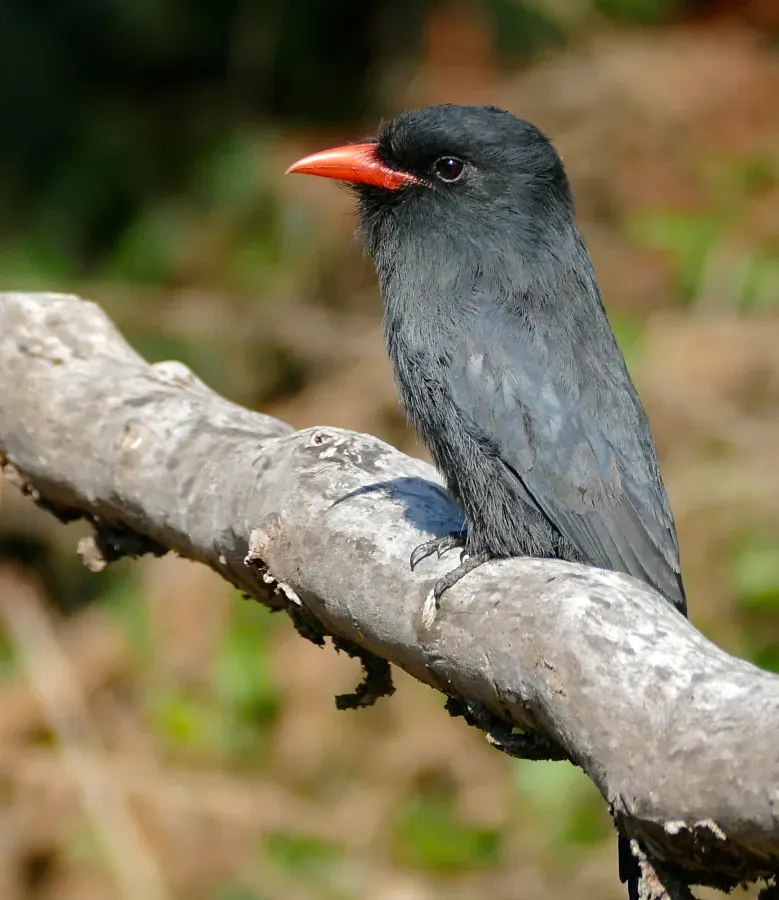 File:Black-fronted Nunbird (Monasa nigrifrons) (30705340434).jpg