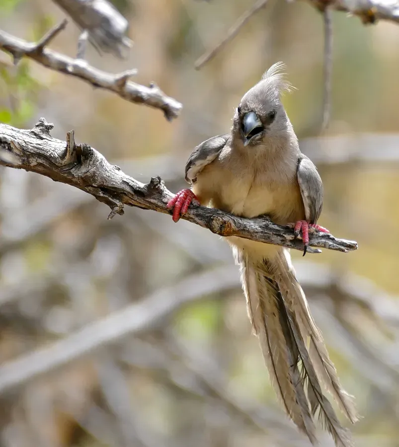 File:White-backed Mousebird (Colius colius) (32761238905).jpg