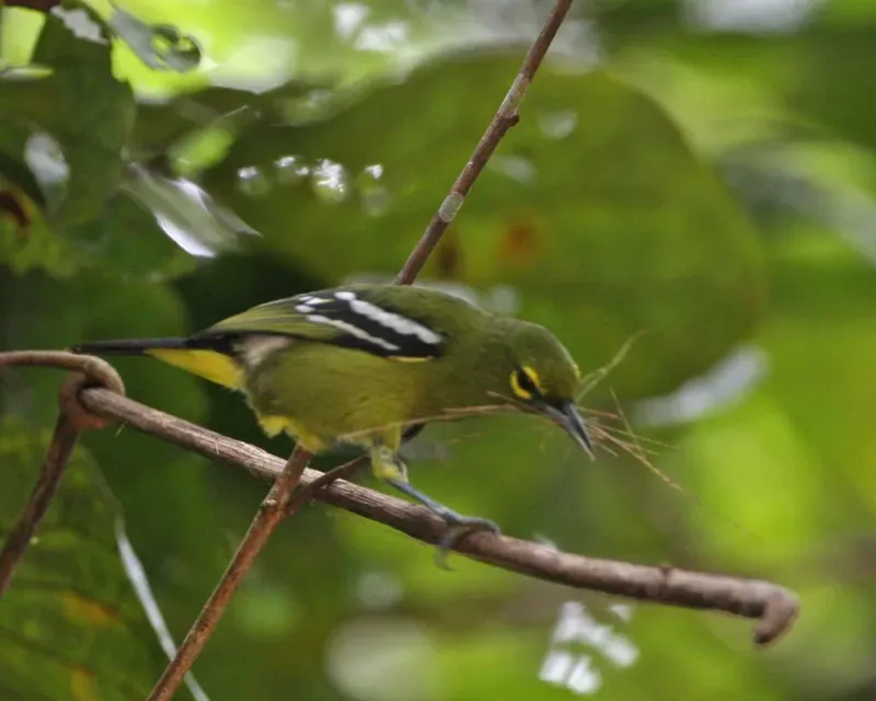 File:Green Iora (Aegithina viridissima).jpg