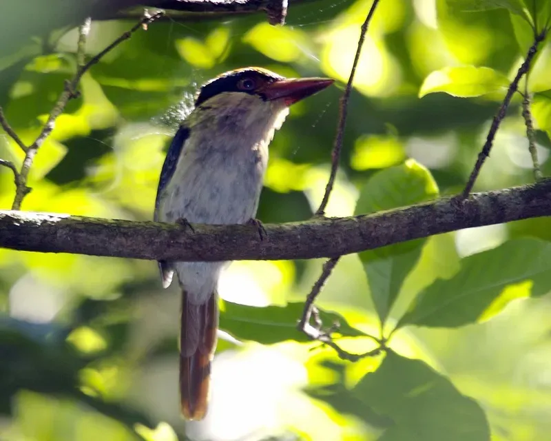 File:Lilac-cheeked Kingfisher (Cittura cyanotis).jpg