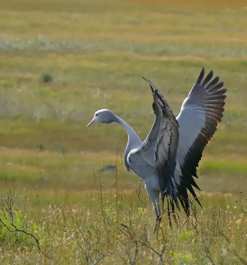 File:Blue Crane (Anthropoides paradiseus) (32822528035).jpg