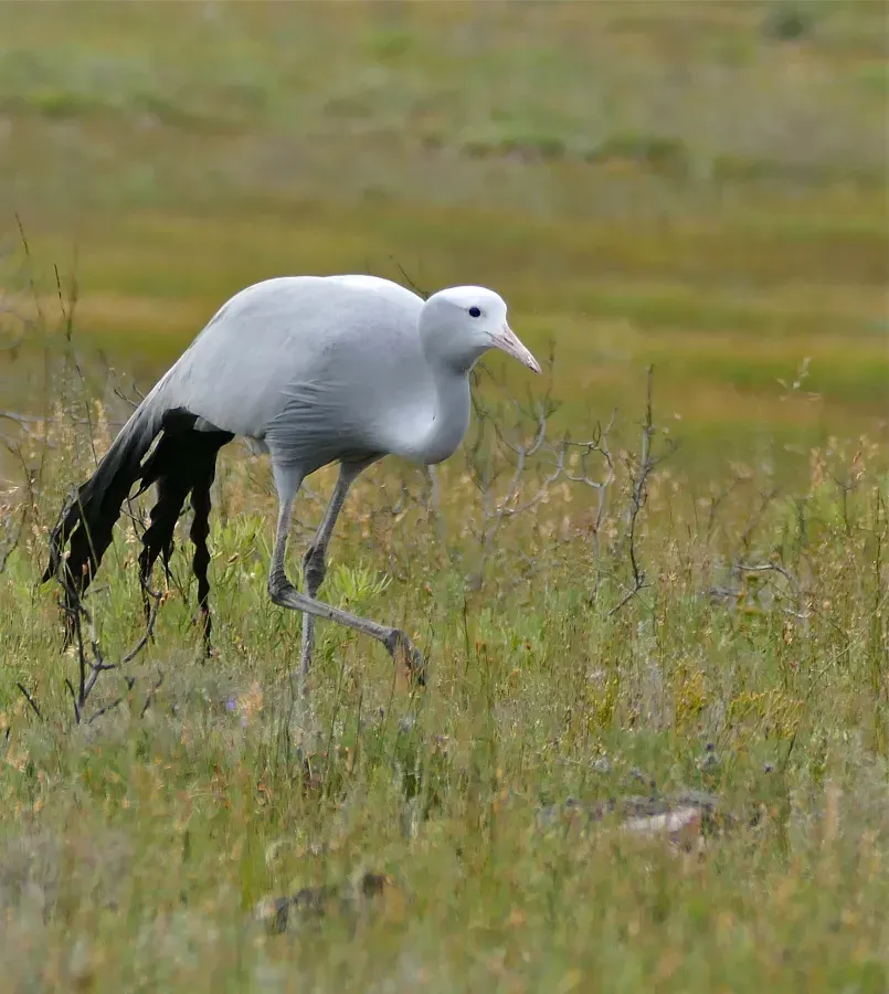 File:Blue Crane (Anthropoides paradiseus) (31979880424).jpg