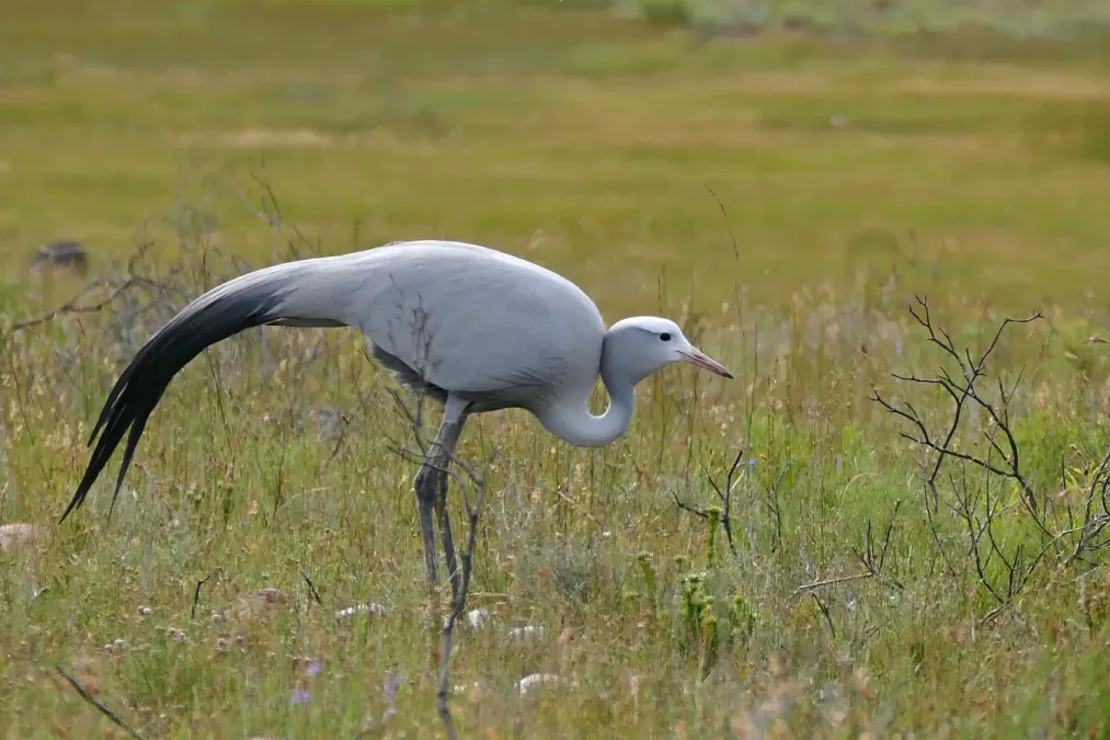 File:Blue Crane (Anthropoides paradiseus) (32442275290).jpg