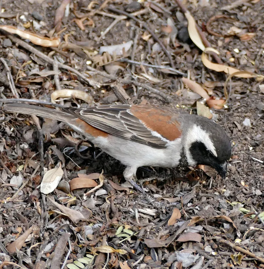 File:Cape Sparrow (Passer melanurus) male (32765435996).jpg