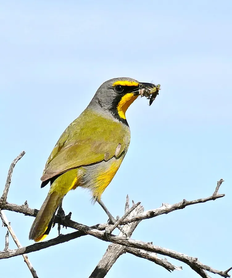 File:Bokmakierie Bushshrike (Telophorus zeylonus) (31957119694).jpg