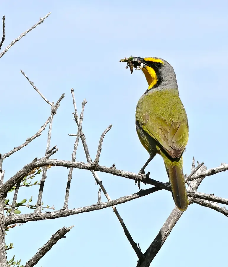 File:Bokmakierie Bushshrike (Telophorus zeylonus) (31985822773).jpg