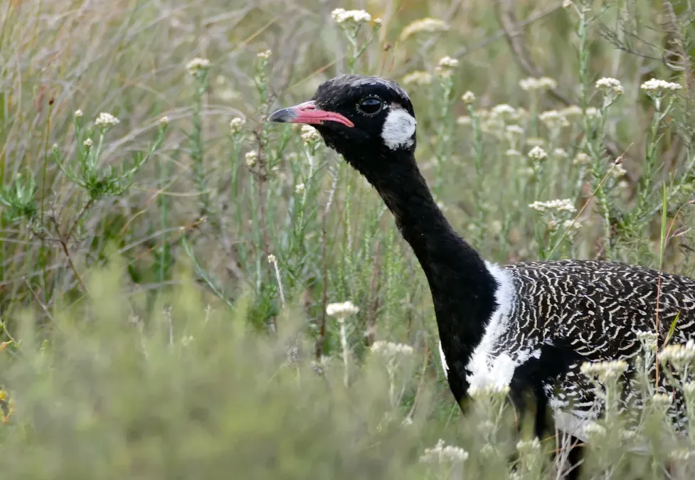 File:Southern Black Korhaan (Afrotis afra) male (31992155464).jpg