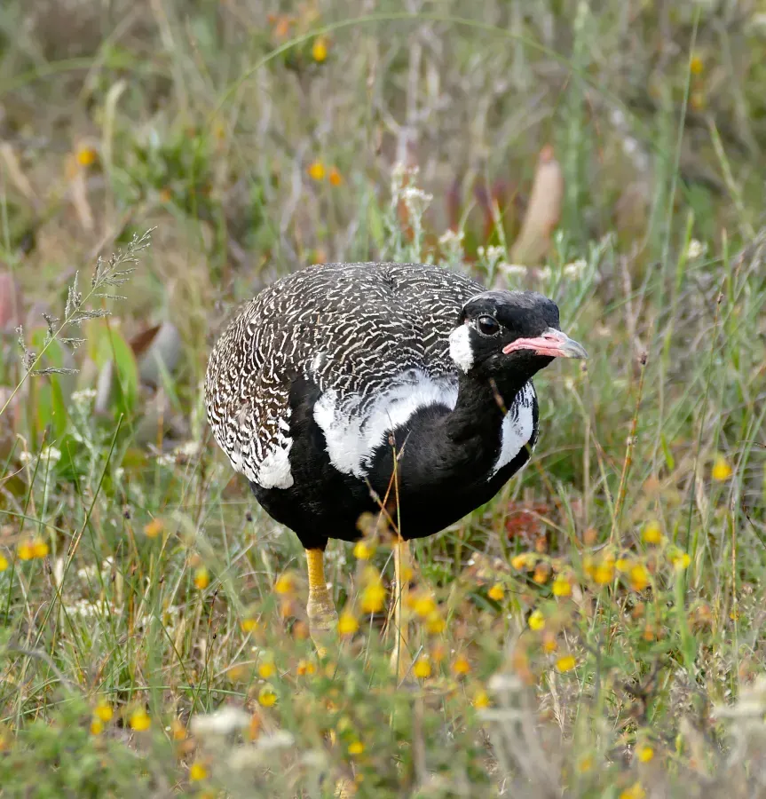 File:Southern Black Korhaan (Afrotis afra) male (32793886796).jpg