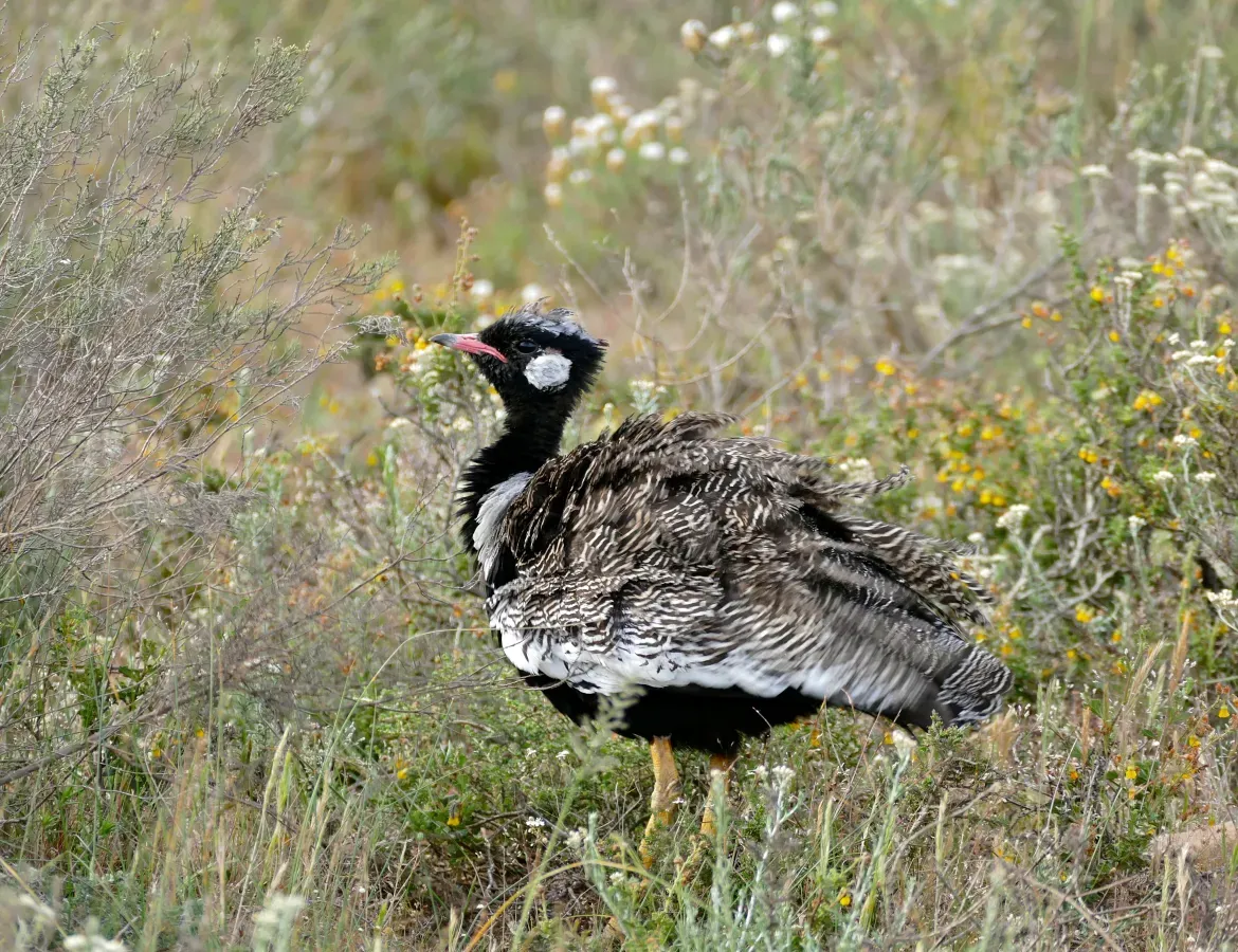 File:Southern Black Korhaan (Afrotis afra) male (32711330781).jpg