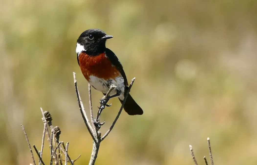 File:African Stonechat (Saxicola torquatus) male (31251199192).jpg