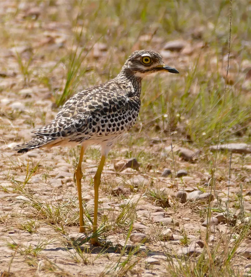 File:Spotted Thick-knee (Burhinus capensis) (32680086412).jpg