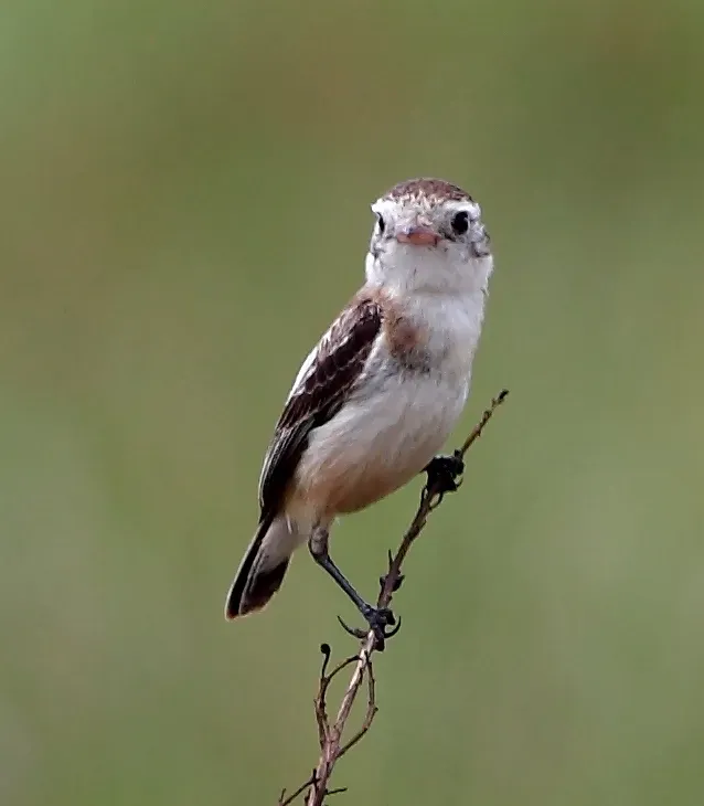 File:Alectrurus tricolor - Cock-tailed tyrant (female).jpg