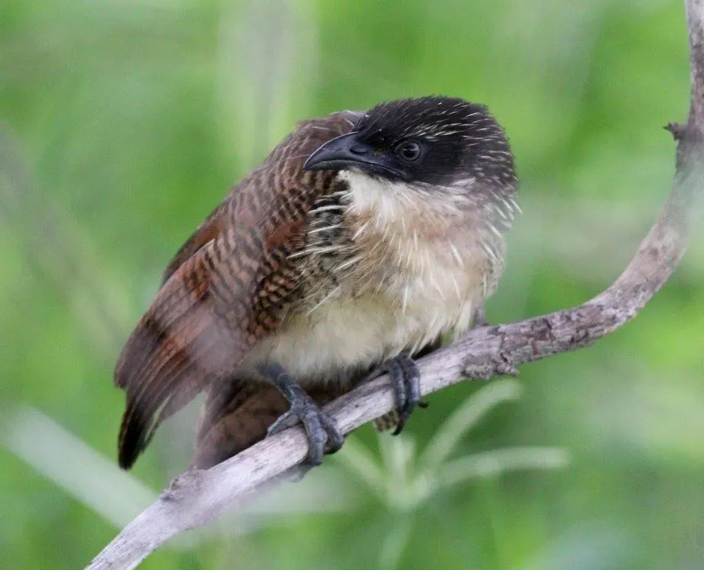 File:Centropus cupreicaudus subsp cupreicaudus, juv, Muhango-wildpark, Birding Weto, a.jpg