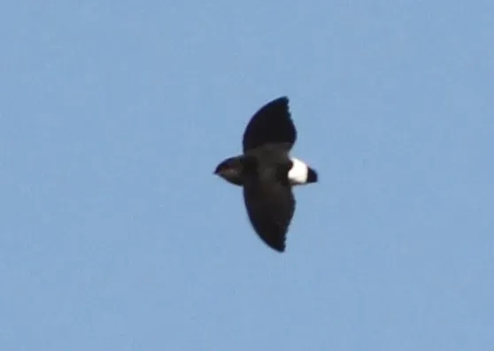 File:Neafrapus boehmi subsp sheppardi, Panda, Birding Weto, a.jpg