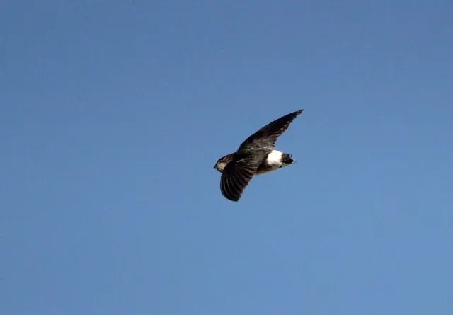 File:Neafrapus boehmi subsp sheppardi, Unguana, Birding Weto, a.jpg