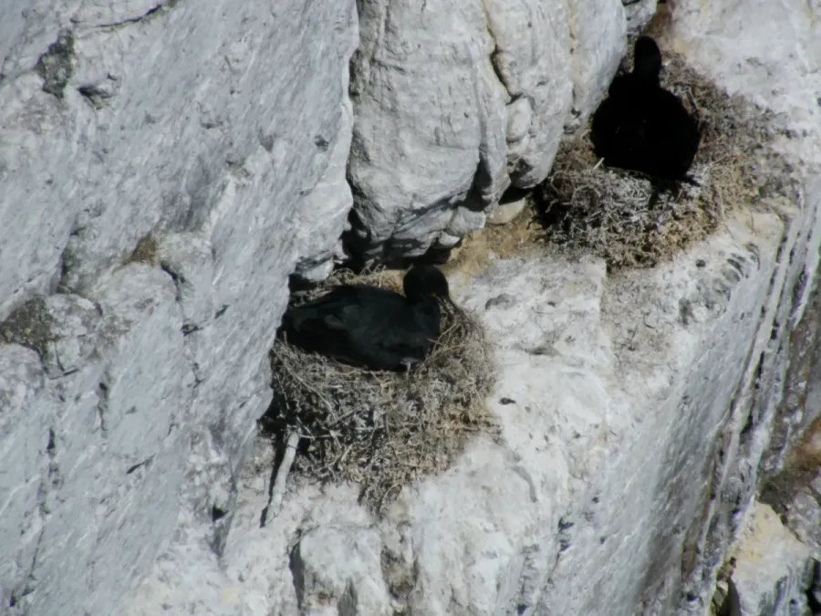 File:Cape Cormorant Phalacrocorax capensis.JPG