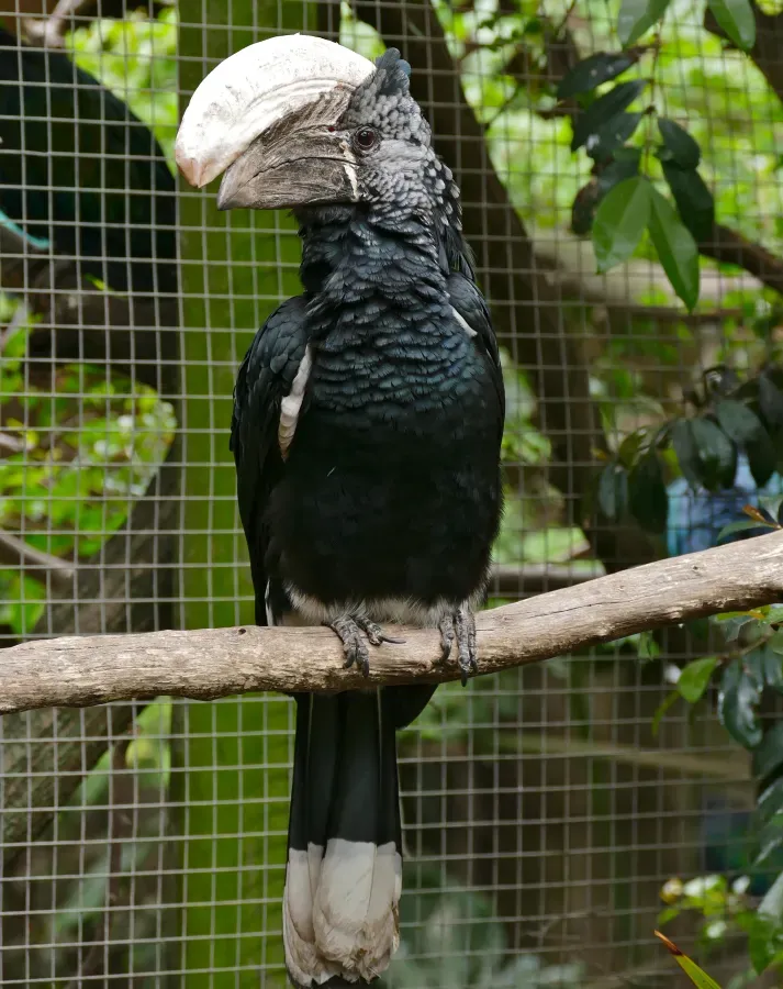 File:Silvery-cheeked Hornbill (Bycanistes brevis) male captive (32861425001).jpg