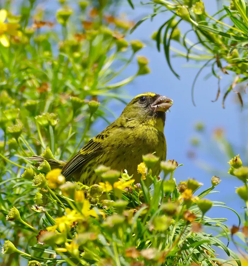 File:Forest Canary (Crithagra scotops) (32847180801).jpg